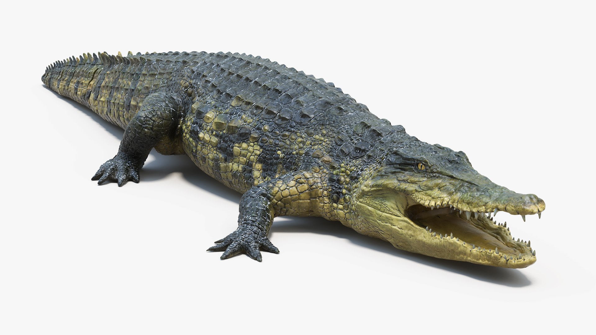 Realistic Crocodile 3D model preview