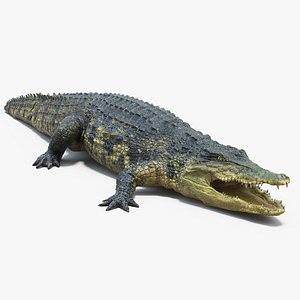 Realistic Crocodile 3D model