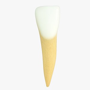Lower Primary Lateral Incisor