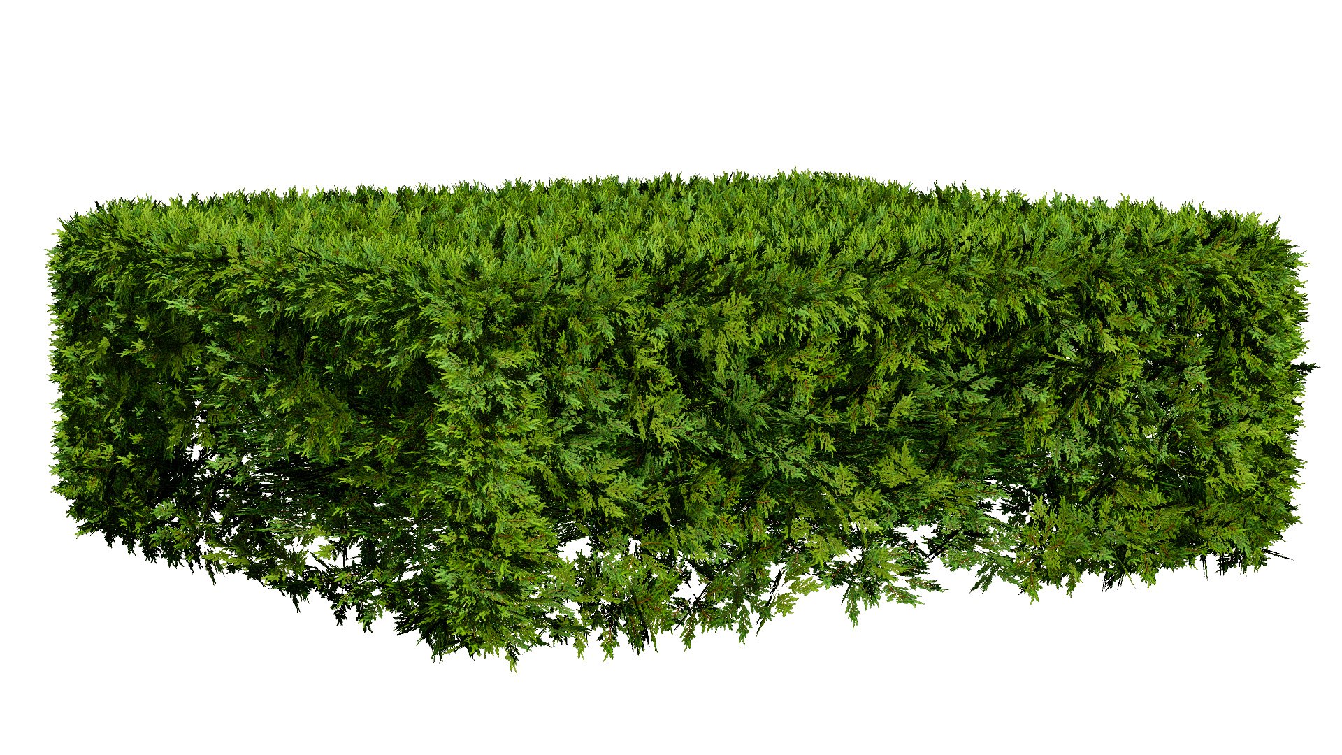 Detailed Conifer Lush Bush Model - TurboSquid 2317034