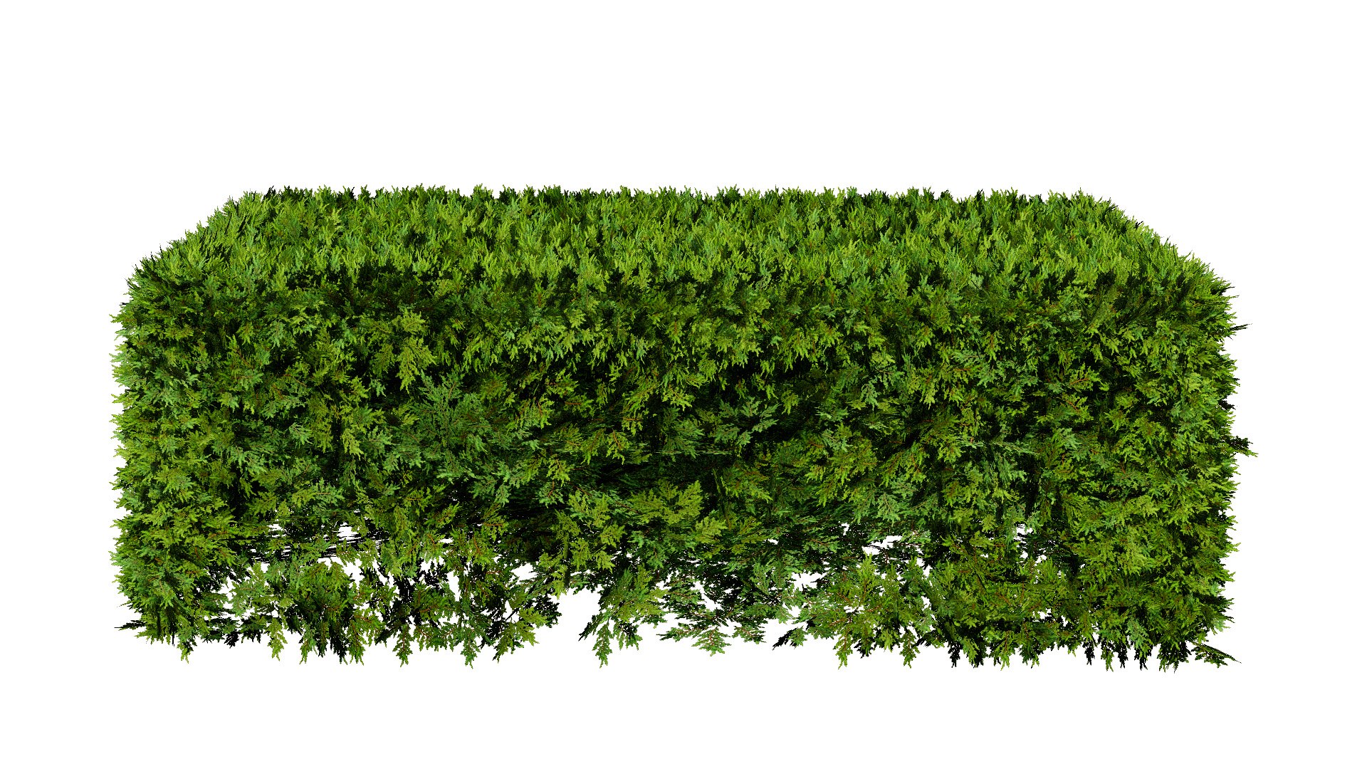 Detailed Conifer Lush Bush Model - TurboSquid 2317034