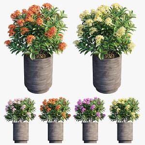 Ixora plant in pot