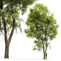 Ash-tree Fraxinus V7