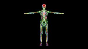 Human Anatomy System