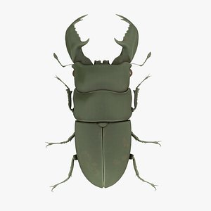 3D stag beetle rubber toy model