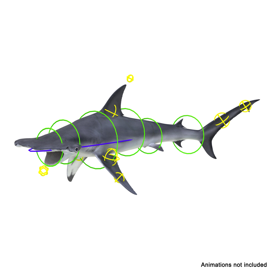 3d Max Great Hammerhead Shark Rigged