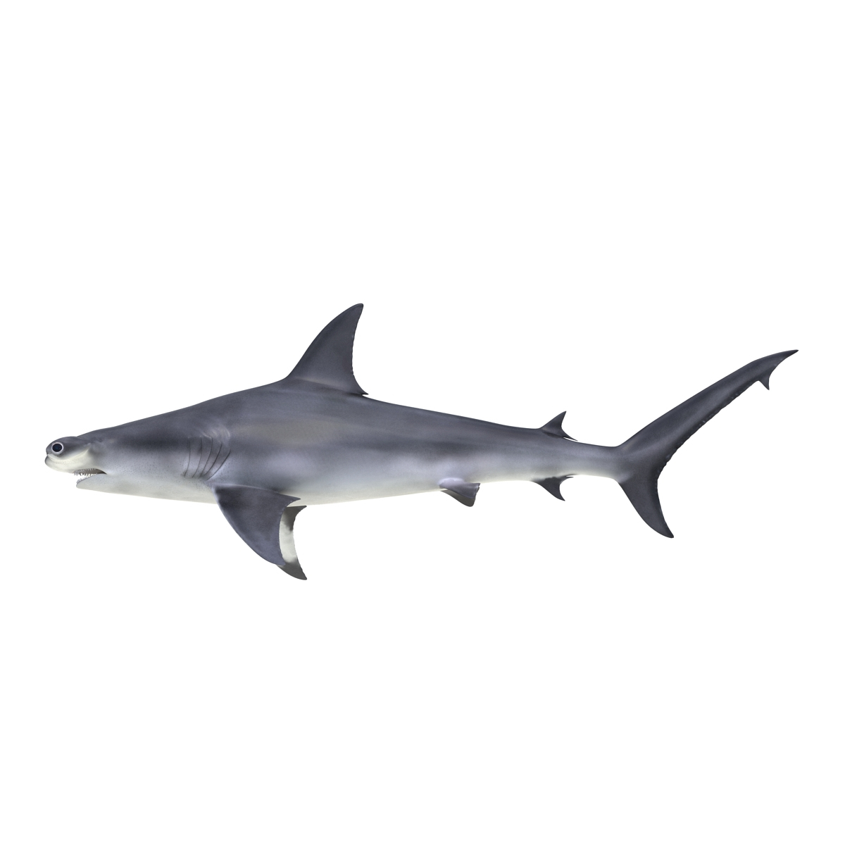 3d max great hammerhead shark rigged