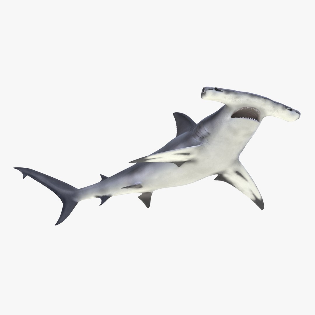 Great Hammerhead Shark Rigged 3D Model 3D model preview