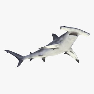 Great Hammerhead Shark Rigged 3D Model