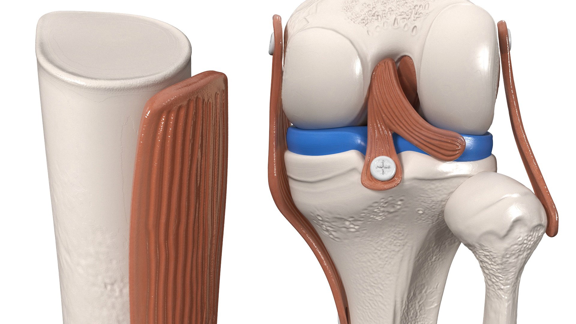 3D Anatomical Model Of Knee Joint Model - TurboSquid 2279778