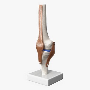 3D Anatomical Model of Knee Joint model