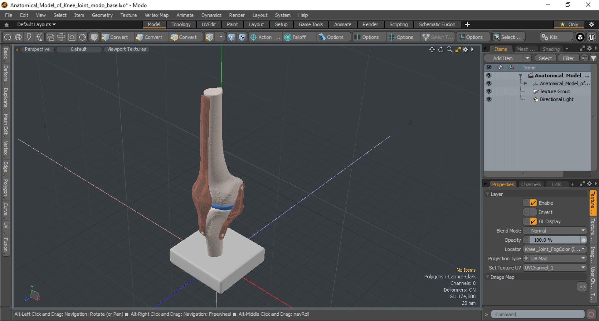3D Anatomical Model Of Knee Joint Model - TurboSquid 2279778