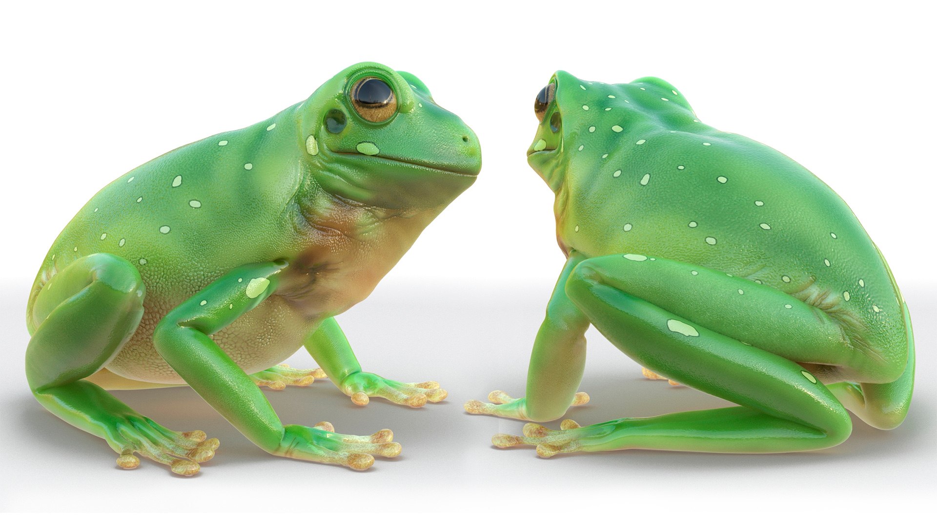 3D Realistic Australian Green Frog Rigged for Cinema 4D https://p.turbosquid.com/ts-thumb/Y7/j2GKLD/cS/realistic_australian_green_frog_rigged_013/jpg/1726038104/1920x1080/fit_q87/2b92e2aa4e70938763a57b558fb2e5cba6b82c1a/realistic_australian_green_frog_rigged_013.jpg