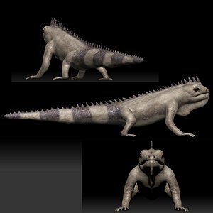 3D Iguana Lizard