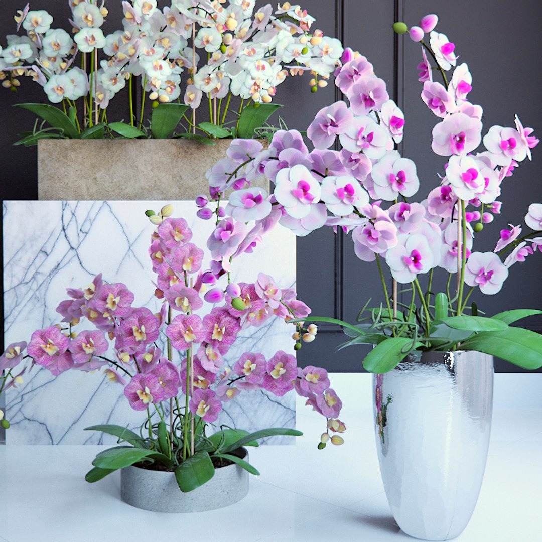 Orchid 3d Model