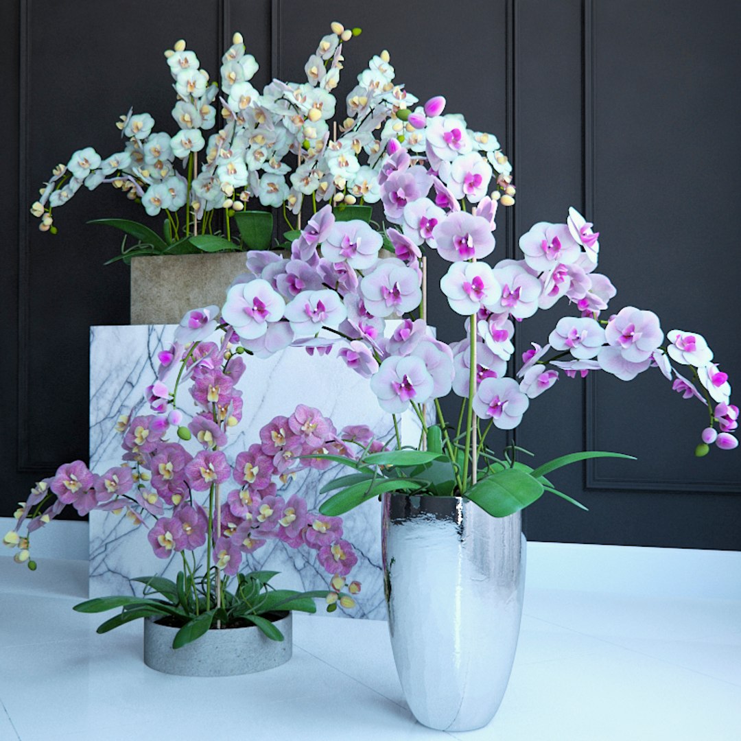 Orchid 3d Model