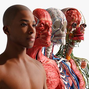 Male Full Body Anatomy Negroid Rigged for Cinema 4D