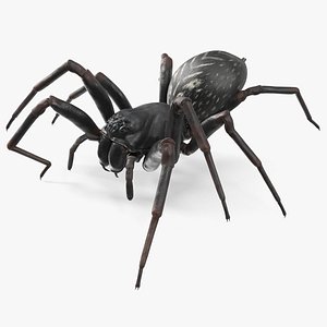 3D model Black Wolf Spider Rigged