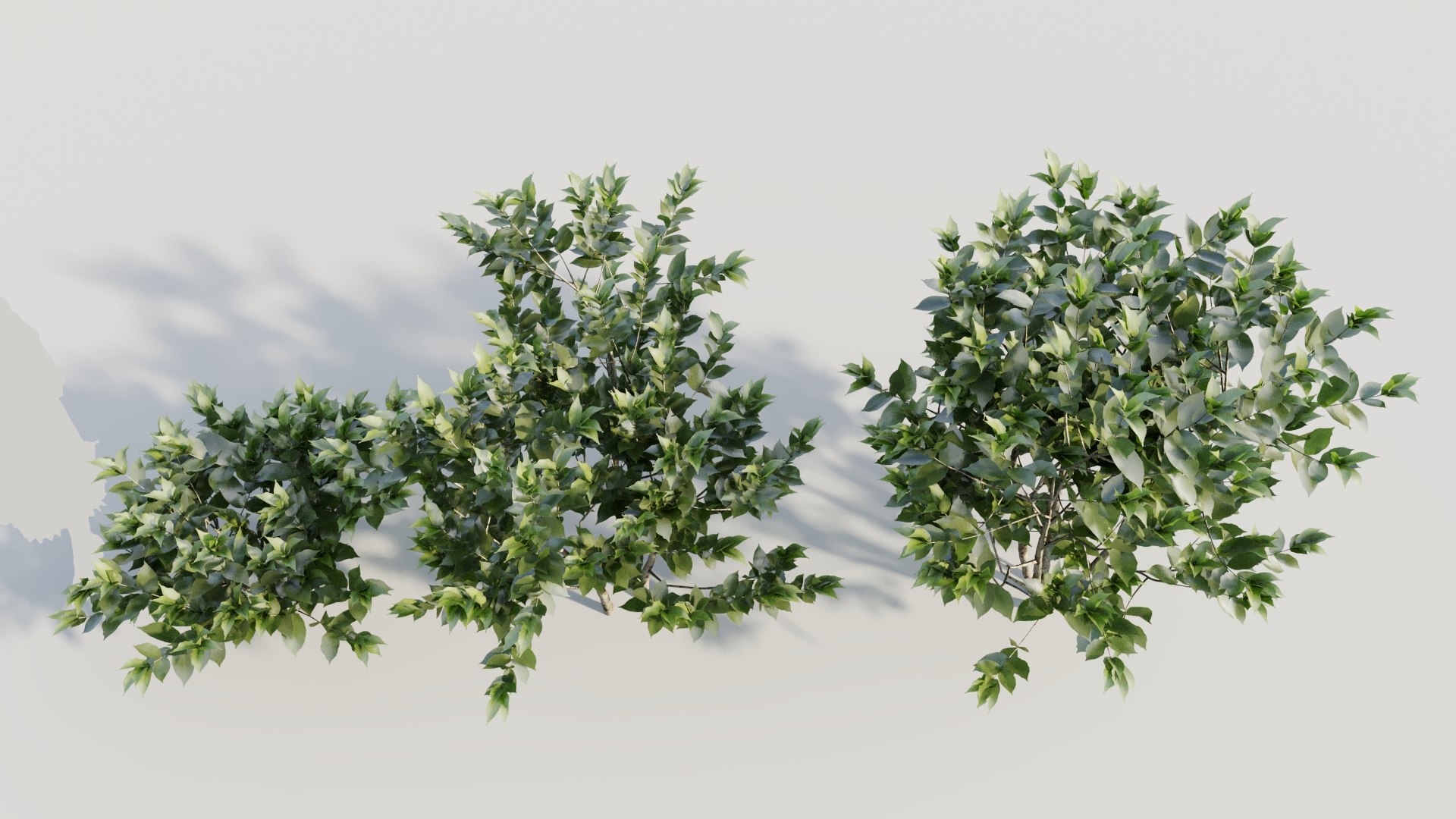 Gardenia Jasminoides B 3D Model - TurboSquid 2178692