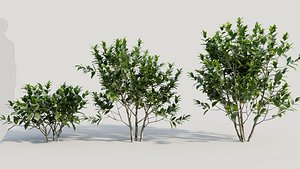Gardenia jasminoides b 3D model