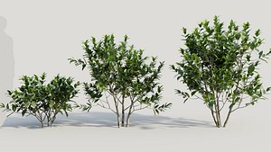 Gardenia jasminoides b