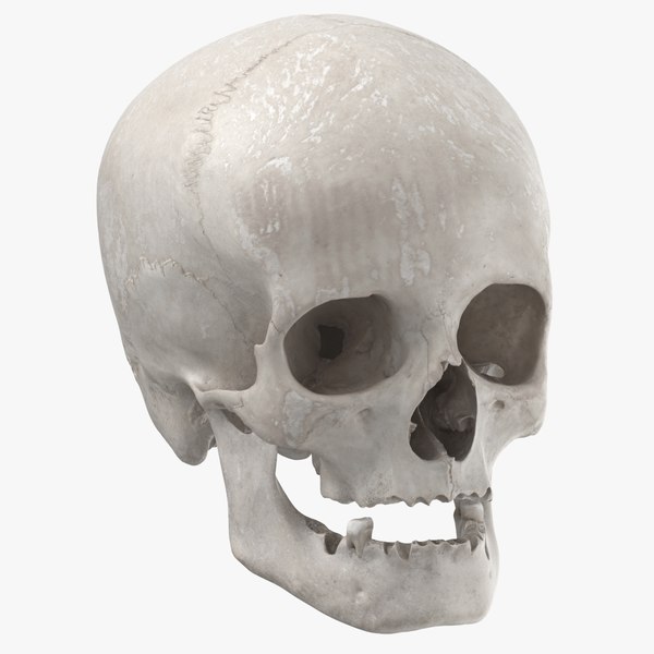 real human female skull model