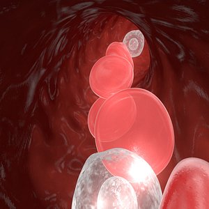 c4d blood flow capilar