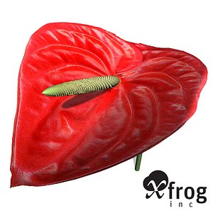 3d model xfrogplants flamingo lily plant
