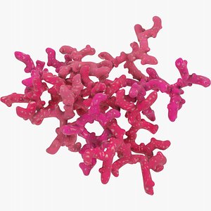 3D coral