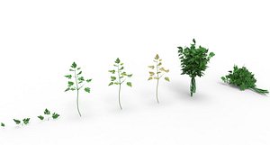 parsley