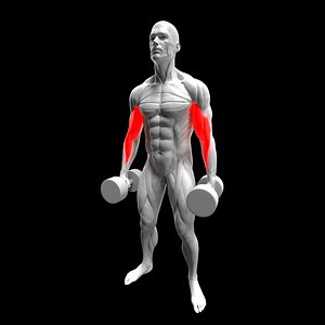 Biceps Dumbbell Hammer Curl 3D model