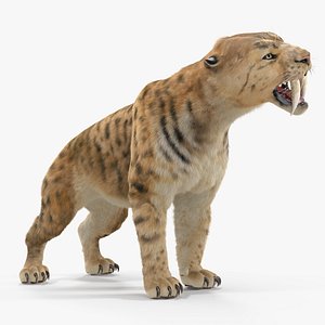 3D saber tooth tiger growls