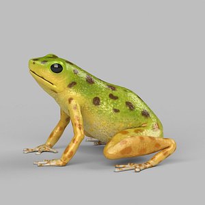 poison dart frog 3d model
