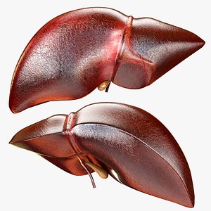 Liver 3D