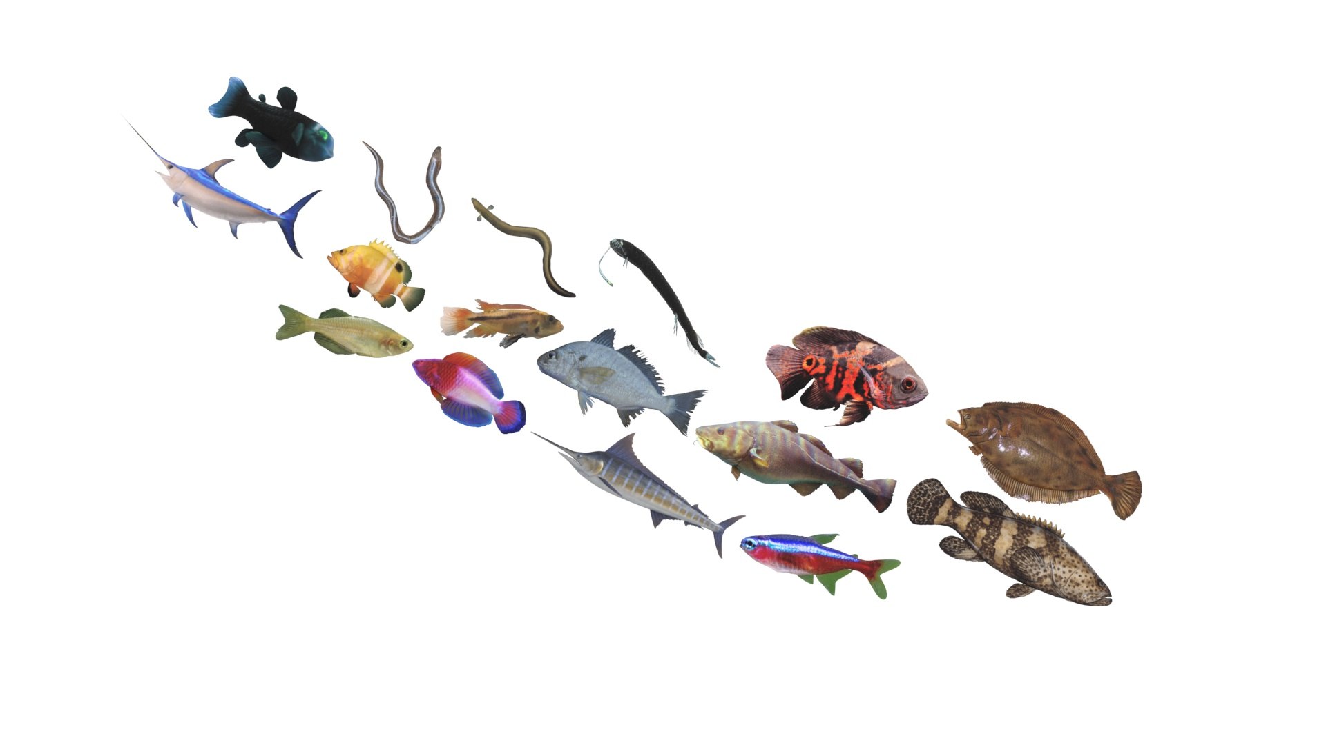 3D Fishes Set https://p.turbosquid.com/ts-thumb/Y8/hAvjxF/2u/fishesset24/jpg/1658388057/1920x1080/fit_q87/d0834aae8e52a92949815af7dcadd2a1b6925bae/fishesset24.jpg