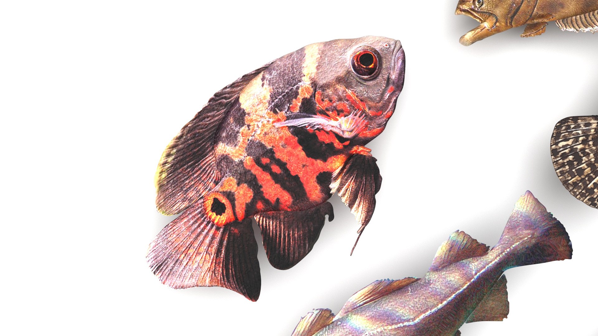 3D Fishes Set https://p.turbosquid.com/ts-thumb/Y8/hAvjxF/5r/fishesset9/jpg/1658388049/1920x1080/fit_q87/c01906b9f3aeed5e2997a74b4e94fd638805dd4b/fishesset9.jpg