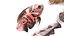 Fishes Set