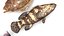 Fishes Set