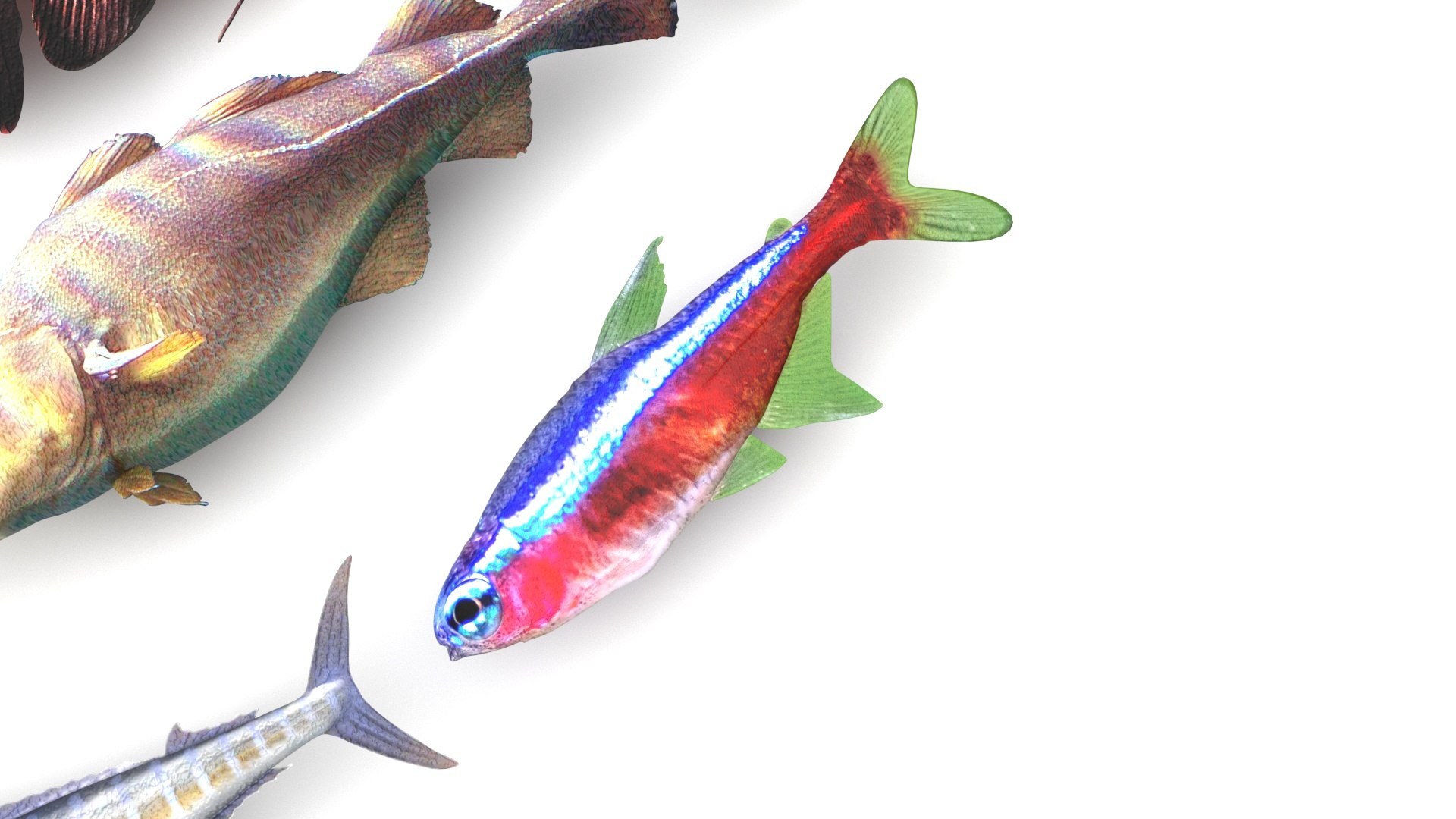 3D Fishes Set https://p.turbosquid.com/ts-thumb/Y8/hAvjxF/Dy/fishesset19/jpg/1658388055/1920x1080/fit_q87/97dcf096cdd2e592fe8a2c8d3c06560a09e981db/fishesset19.jpg