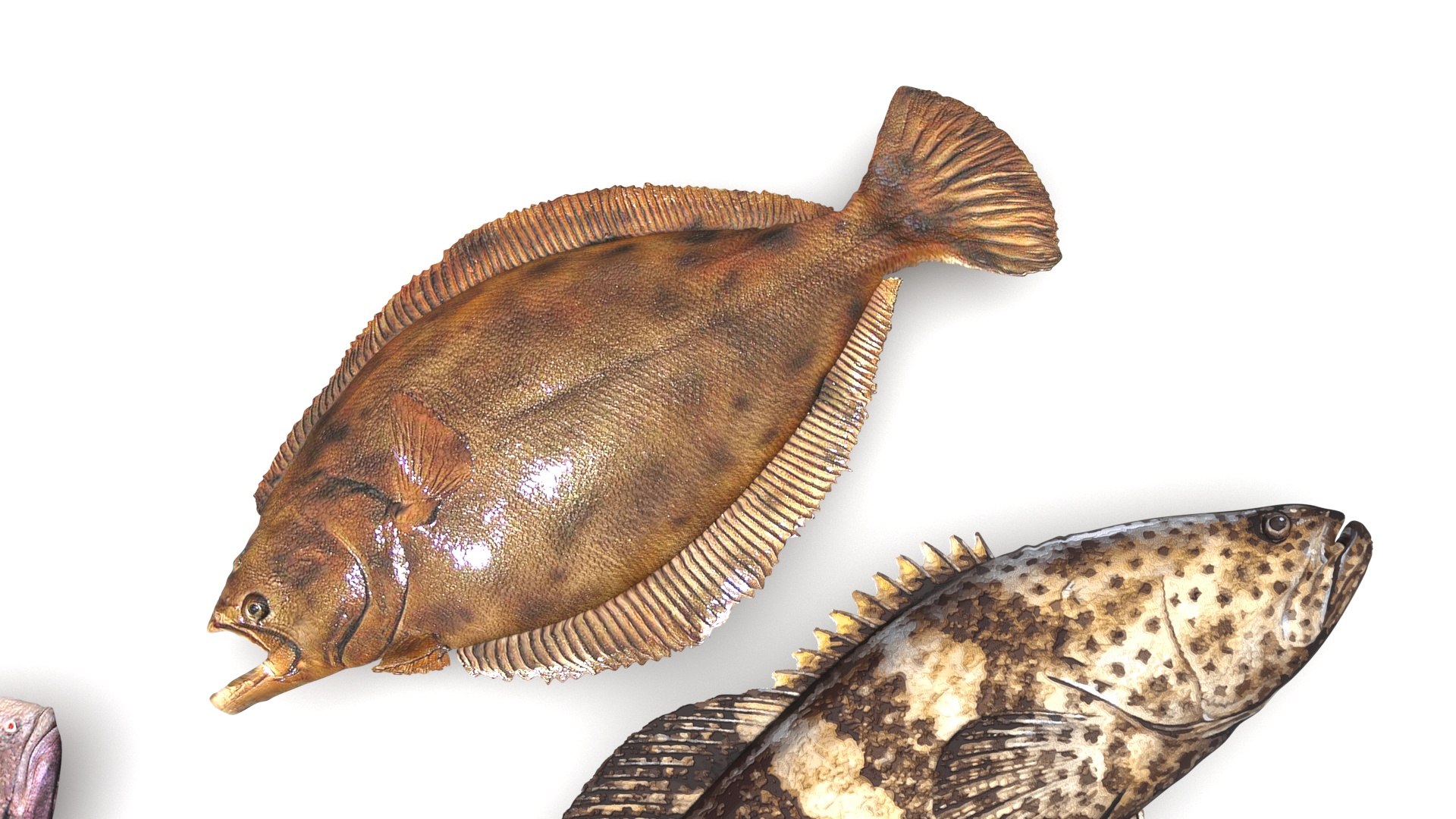 3D Fishes Set https://p.turbosquid.com/ts-thumb/Y8/hAvjxF/FI/fishesset10/jpg/1658388050/1920x1080/fit_q87/192a232b575493c3e1cef66fced1d20208f2ce71/fishesset10.jpg