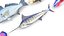Fishes Set