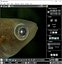 Fishes Set