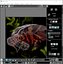 Fishes Set