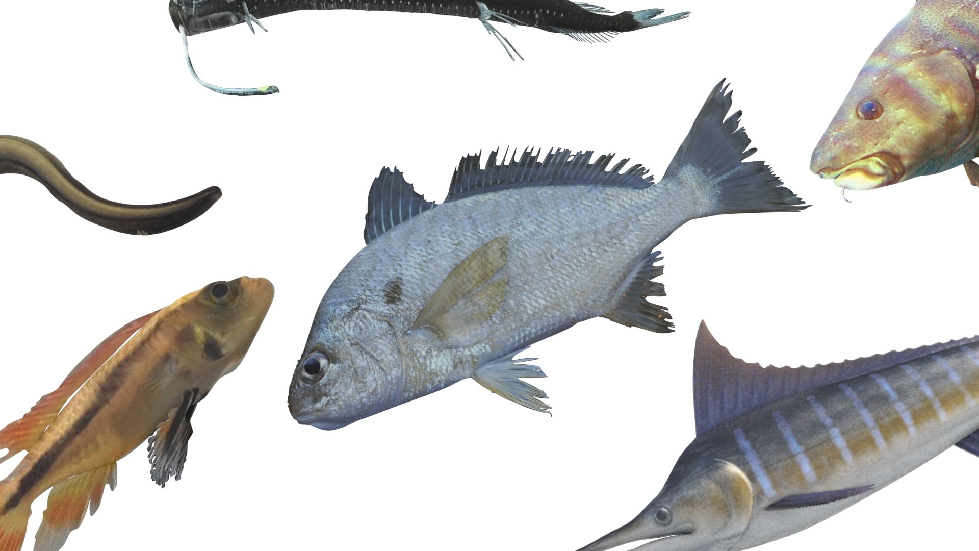 3D Fishes Set https://p.turbosquid.com/ts-thumb/Y8/hAvjxF/ZT/fishesset28/jpg/1658388059/1920x1080/fit_q87/3a310c786235e540108e3a44d3069dfaa35dfdc6/fishesset28.jpg