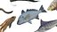 Fishes Set