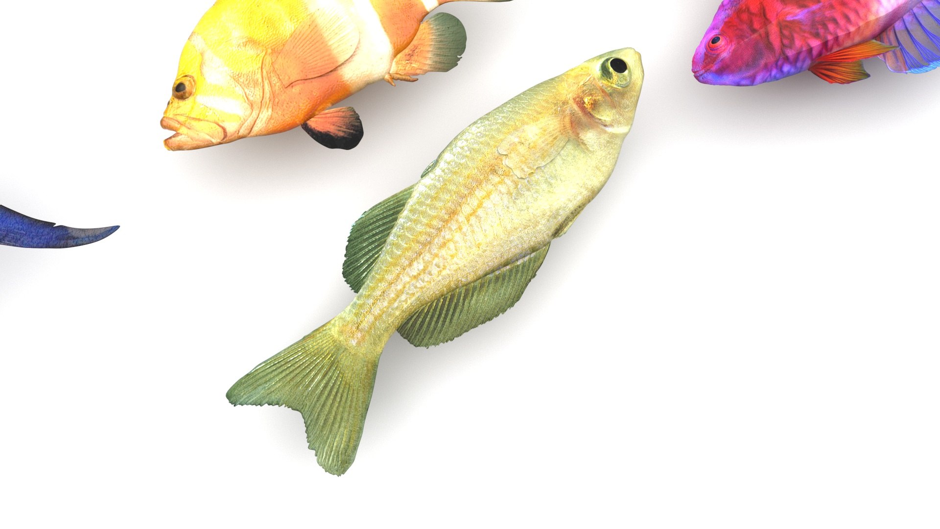 3D Fishes Set https://p.turbosquid.com/ts-thumb/Y8/hAvjxF/eq/fishesset16/jpg/1658388053/1920x1080/fit_q87/d3093146e7671679e0f4519164e75af39c1c3f2a/fishesset16.jpg