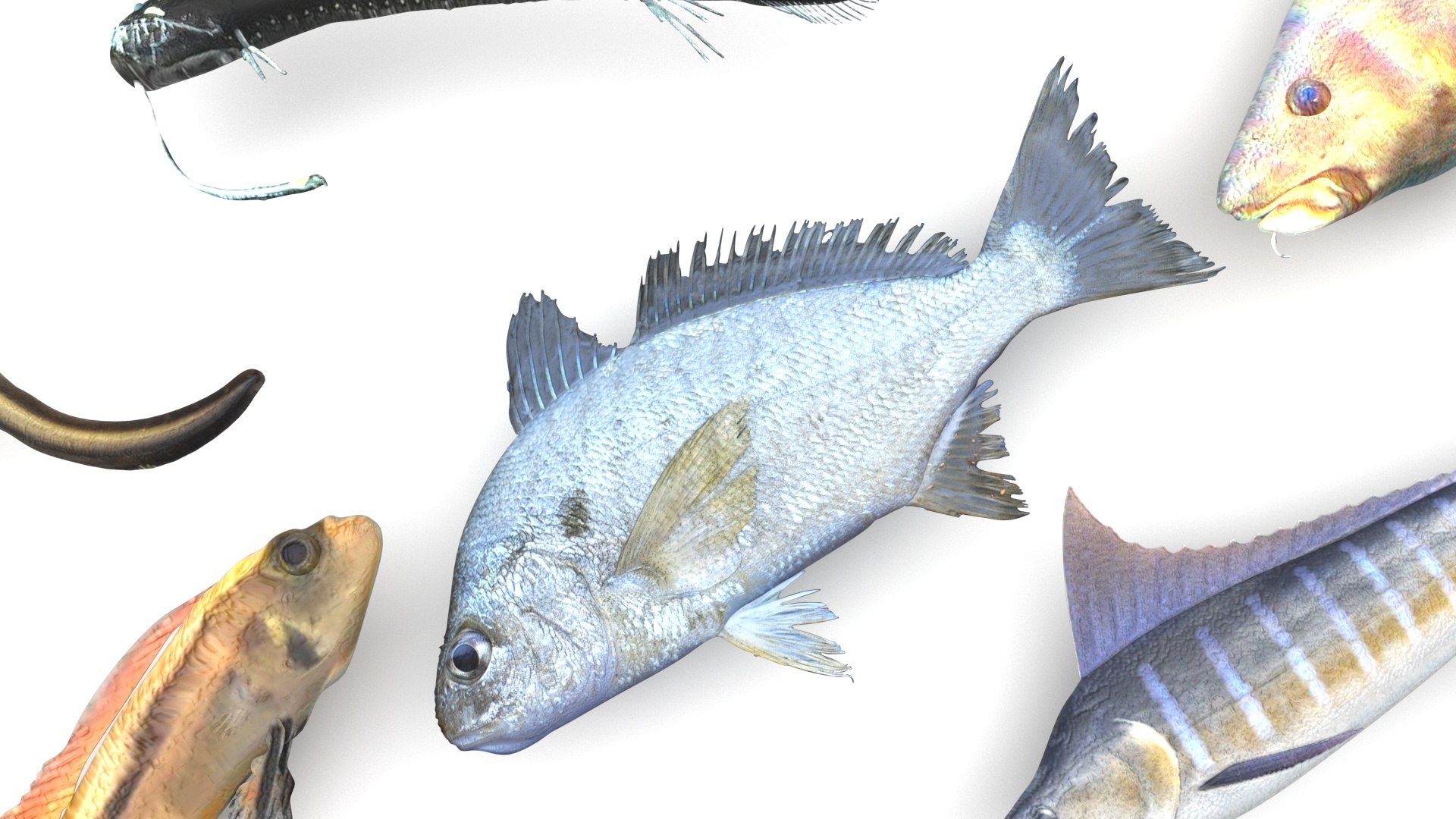 3D Fishes Set https://p.turbosquid.com/ts-thumb/Y8/hAvjxF/gU/fishesset13/jpg/1658388051/1920x1080/fit_q87/a41486f2ade4d406d49879d3b100cfd147416b04/fishesset13.jpg