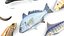 Fishes Set