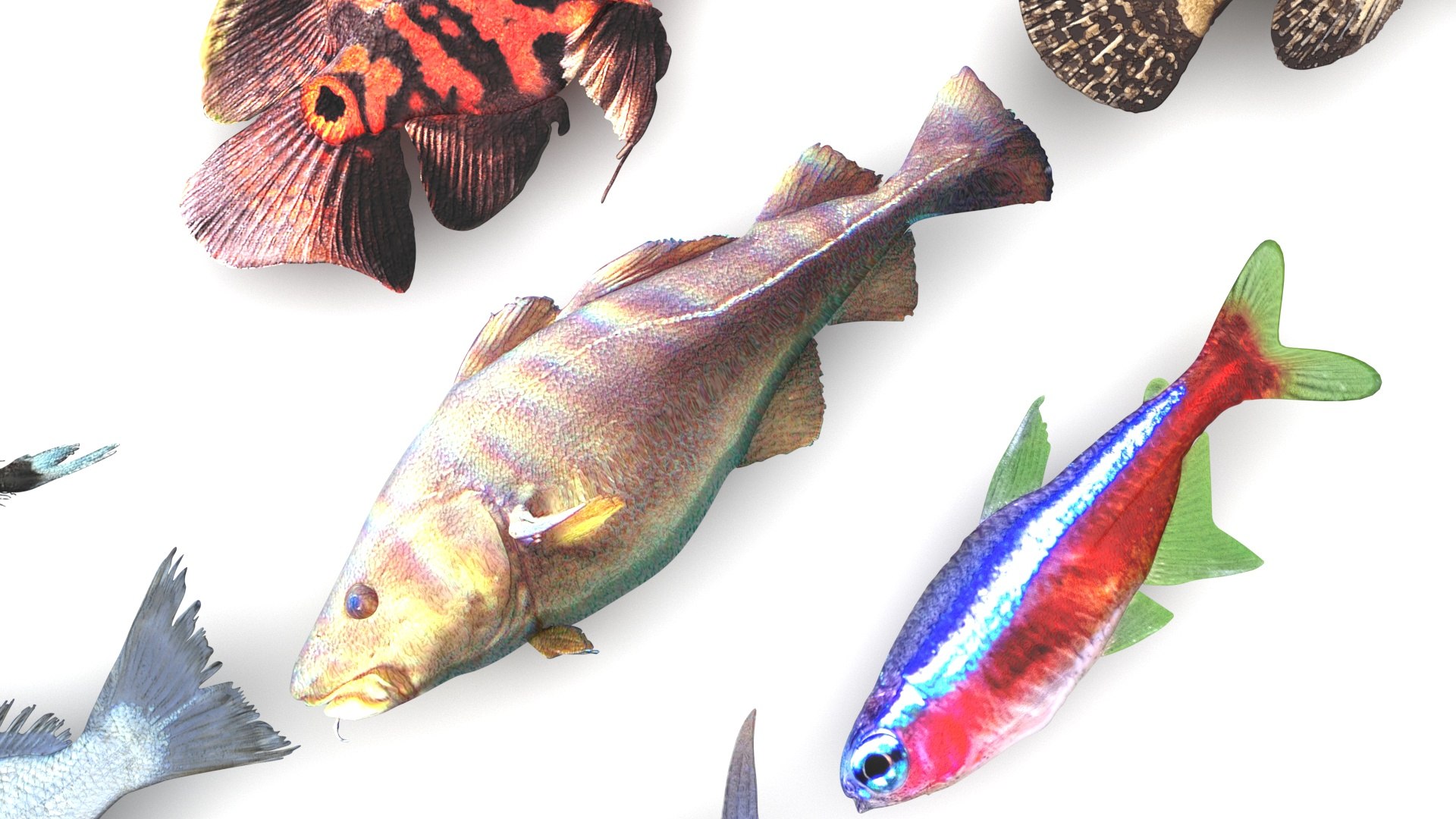 3D Fishes Set https://p.turbosquid.com/ts-thumb/Y8/hAvjxF/nz/fishesset14/jpg/1658388052/1920x1080/fit_q87/5bf1ddbc920918190fdcb778f72d8d3cfae68443/fishesset14.jpg