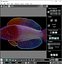 Fishes Set